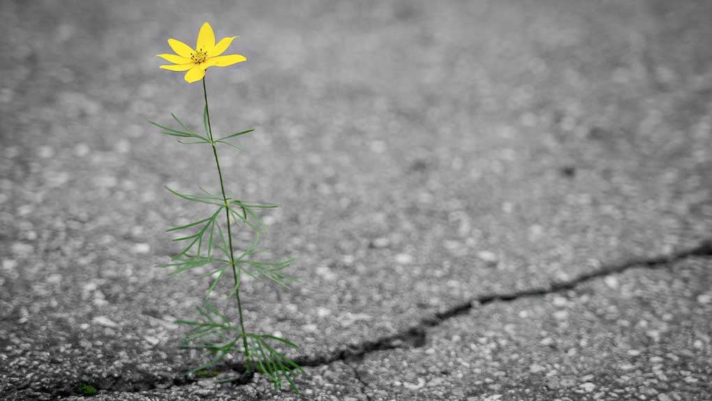 flower-growing-through-concret